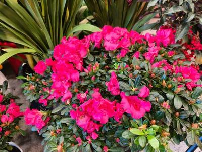 年銷花卉迎新春 為春節添彩的禮品花卉市場繁榮